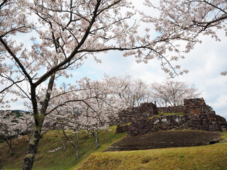 赤木城跡（熊野市）と桜