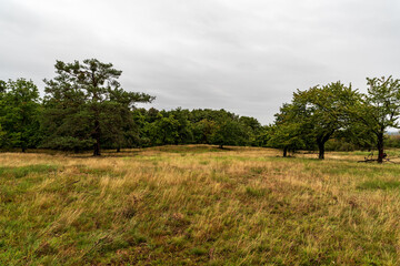 Havranicke vresoviste with grass and trees in Podyji National park in Czech republic