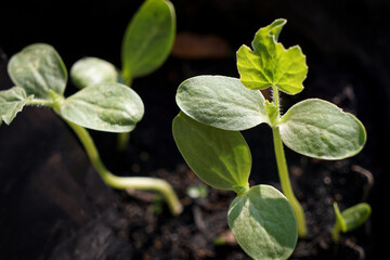 Close up, the seedling is growing in the soil, the sapling grows in the sun.