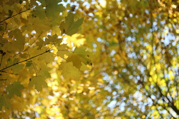 Yellow maple leaves on the sun and blurred trees . Fall background.