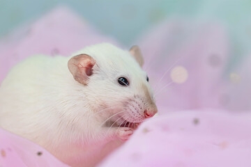 A small cute white decorative rat sits among the folds of mint and pink light and airy fabric with sequins. A funny animal. Rodent close-up. Pink and mint background
