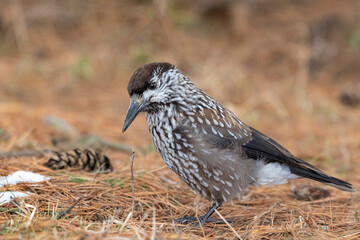 Nutcracker Nucifraga caryocatactes
