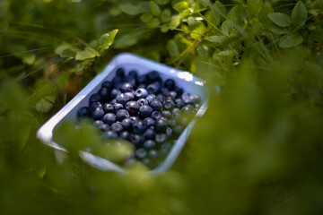 a box of fresh blueberries in the nature. Vaccinium myrtillus fuits in the wild