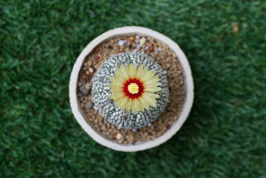 Astrophytum Cactus Flower Bloom