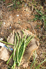 frisch geernteter grüner spargel auf einem jutetuch im feld