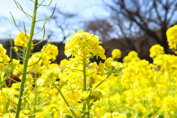 菜の花 アブラナ 花畑 黄色 パステル 美しい 春 満開 かわいい 新生活 