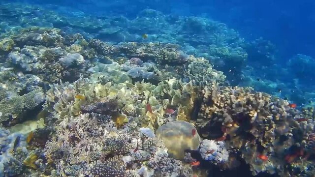colorful corals and little fishes in the blue water from egypt