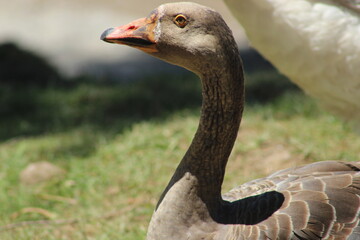 Fototapeta premium portrait of a goose