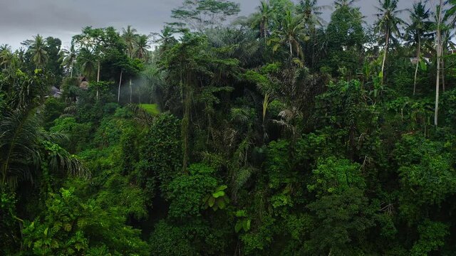 A beautiful flight on a drone in a gorge of a river surrounded by jungle with a light fog and a flight to palm trees on the edge