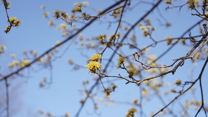 Cornelian cherry flowers on the tree