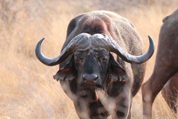 African buffalo in the Kruger National Park.