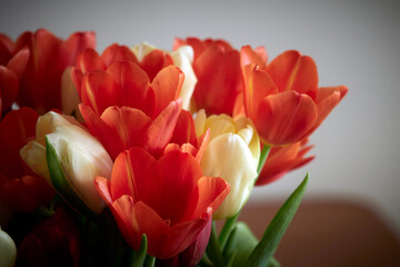 Red and yellow tulips close-up on a light background.