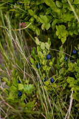 blueberry plant full of fruit. Vaccinium myrtillus tasty natural food found in the mountains at high altitudes