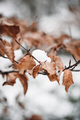 Closeup macro of autumn leaves covered in snow
