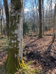 path in autumn forest