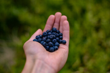 a hand full of fresh blueberries picked from the mountain. Vaccinium myrtillus fruits found at high altitude