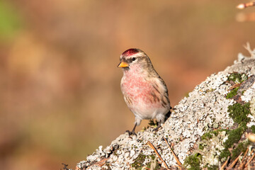 Redpoll Carduelis flammea