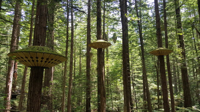 Redwood Forest Rotorua New Zealand