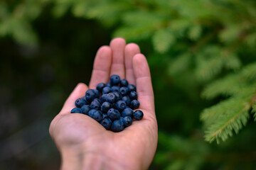 a hand full of fresh blueberries picked from the mountain. Vaccinium myrtillus fruits found at high altitude