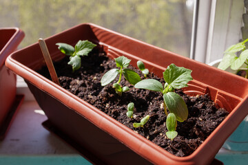 seedlings in a greenhouse