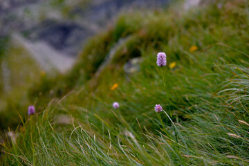 Bistorta officinalis plant. a beautiful pink flower that grows in the mountains among the rocks - Powered by Adobe