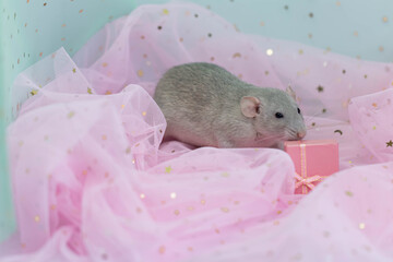 A small cute gray decorative rat sits among folds of pink light and airy fabric with sequins. Opening a gift box with a bow. A funny animal. Rodent close-up.