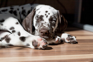 Beautiful small dog with closed eyed is sleeping on the floor, Dalmatian puppy dog.Puppy sleeps on the sun. Pet at home.