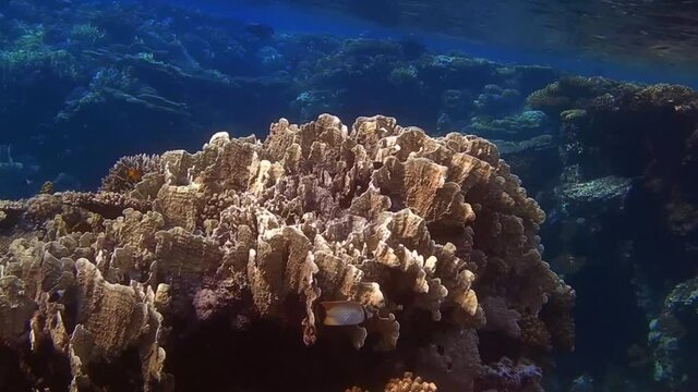 amazing huge colorful corals while diving in the red sea in egypt