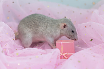 A small cute gray decorative rat sits among folds of pink light and airy fabric with sequins. Opening a gift box with a bow. A funny animal. Rodent close-up.