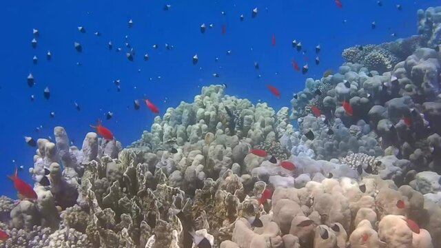 colorful fishes and different types of corals while freediving in the sea