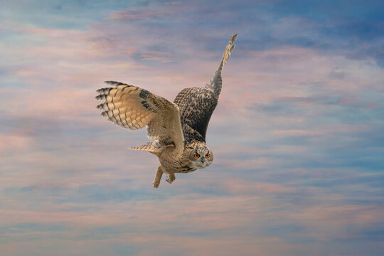 One Eurasian Eagle Owl or Eagle Owl. Flies with spread wings against a dramatic blue, purple, orange sky. Red eyes stare at you while he is hunting. Cloudscape, composite photo
