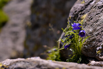 Campanula alpina plant in blooming period. Purple flower grown among the rocks of the high mountains