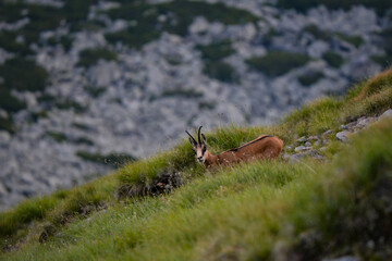A black goat grazing on the mountain in the evening. Rupicapra wild animal in freedom