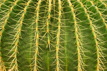 Side view Green Cactus Plant or Call Echinocactus grusonii with yellow thorn The genus Mammillaria is one of the largest in the cactus family. Nature Green Tropical Plant backdrop and beautiful detail