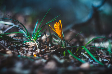 Yellow crocus in the spring forest close-up. A fabulous flower. Focus on the flower