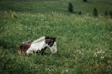Young black and white foal lies on a green flowering field. Young horse lies in green grass in summer. Selective focus.