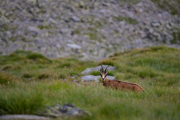 A black goat grazing on the mountain in the evening. Rupicapra wild animal in freedom