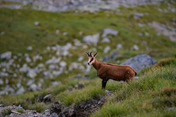 A black goat grazing on the mountain in the evening. Rupicapra wild animal in freedom