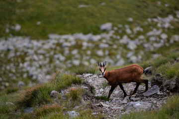 A black goat grazing on the mountain in the evening. Rupicapra wild animal in freedom