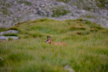 A black goat grazing on the mountain in the evening. Rupicapra wild animal in freedom