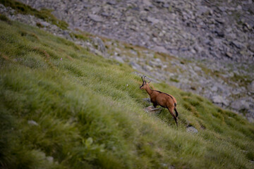 Fototapeta na wymiar A black goat grazing on the mountain in the evening. Rupicapra wild animal in freedom