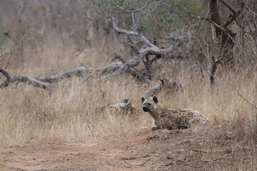 Hyena in the Kruger National Park, South Africa.