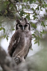 Owl in the Kruger National Park, South Africa. 