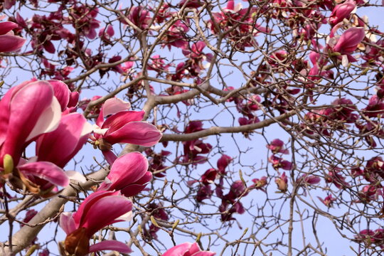 1 911 Best 木蓮 Images Stock Photos Vectors Adobe Stock