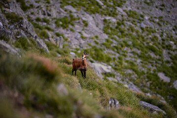 A black goat grazing on the mountain in the evening. Rupicapra wild animal in freedom