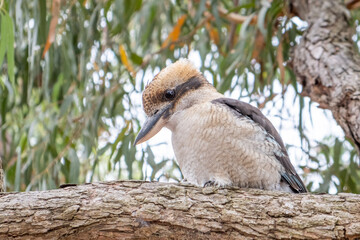 Laughing kookaburra on tree branch in Australia