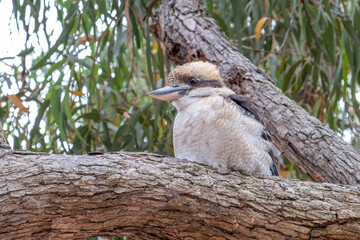 Laughing kookaburra perching on a tree - closeup
