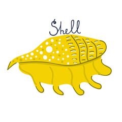 Hand drawn sea shell. Flat vector illustration.