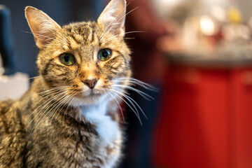 Chat tigré