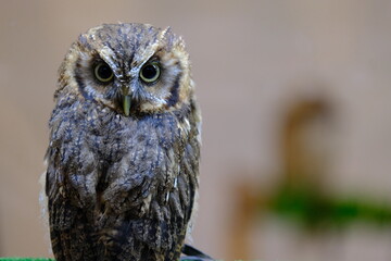 a owl 4